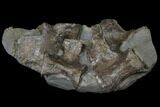 Cluster of Jurassic Crocodile Vertebrae - North Whitby, England #129358-2